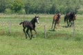 A black foal is trotting in the pasture. Horses gallop in background