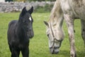 Black foal with white mare, Connemara Royalty Free Stock Photo