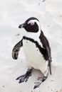 Black-footed african penguin in close up