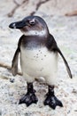 Black-footed african penguin in close up