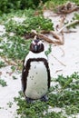 Black-footed african penguin in close up