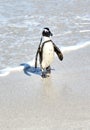 A black footed African penguin on a sandy beach, breeding colony or coast conservation reserve in Cape Town, South