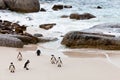 Black-footed african penguins on the beach