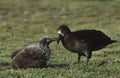 Black-Footed Albatross (Phoebastria nigripes) feeding nestling Royalty Free Stock Photo