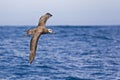 Black-footed Albatross, Phoebastria nigripes in flight