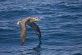 Black-footed Albatross, Phoebastria nigripes flying above the wa