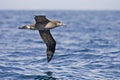 Black-footed Albatross, Phoebastria nigripes gliding above the s