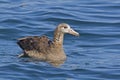 Black-footed Albatross, Phoebastria nigripes on the sea