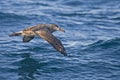 Black-footed Albatross, Phoebastria nigripes skimming the waves