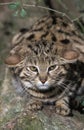 BLACK-FOOTED CAT felis nigripes Royalty Free Stock Photo