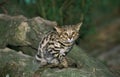 Black-footed Cat, felis nigripes Royalty Free Stock Photo