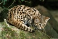 Black-Footed Cat, felis nigripes, Adult Royalty Free Stock Photo