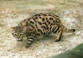 Black-Footed Cat, felis nigripes, Adult Royalty Free Stock Photo