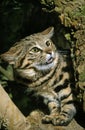 Black-Footed Cat, felis nigripes, Adult in Defensive Posture Royalty Free Stock Photo