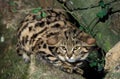 Black Footed Cat, felis nigripes, Adult laying on Branch Royalty Free Stock Photo