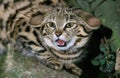 Black Footed Cat, felis nigripes, Adult snarling, Defensive Posture Royalty Free Stock Photo