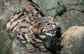Black-Footed Cat, felis nigripes, Adult Snarling, in Defensive Posture Royalty Free Stock Photo