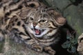 Black-Footed Cat, felis nigripes, Adult Snarling, in Defensive Posture Royalty Free Stock Photo