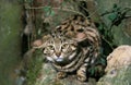 Black Footed Cat, felis nigripes, Adult standing on Branch Royalty Free Stock Photo