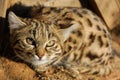 Black Footed Cat Felis nigripes Royalty Free Stock Photo