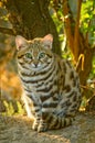 Black Footed Cat Felis nigripes Royalty Free Stock Photo