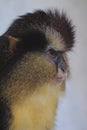 Black-footed crowned monkey Royalty Free Stock Photo