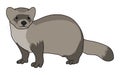 Black-Footed Ferret illustration vector.Cartoon ferret vector