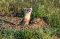 Black-footed Ferret on the Plains of Colorado Royalty Free Stock Photo