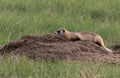A Federally Endangered Black-footed Ferret Royalty Free Stock Photo