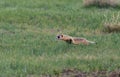 A Federally Endangered Black-footed Ferret Chasing Prey Royalty Free Stock Photo