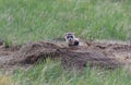 A Federally Endangered Black-footed Ferret Snarl Royalty Free Stock Photo