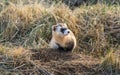 An Endangered Black-footed Ferret in the Grasslands Royalty Free Stock Photo