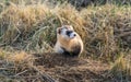 An Endangered Black-footed Ferret in the Grasslands