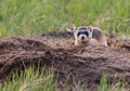 An Endangered Black-footed Ferret in the Grasslands Royalty Free Stock Photo