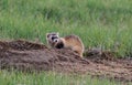 An Endangered Black-footed Ferret in the Grasslands Royalty Free Stock Photo