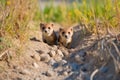 black-footed ferrets exploring in a conservation area