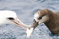 Black-footed & Laysan Albatross