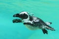 Black-footed penguin