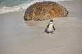 Black footed penguin at Boulders Beach, Cape Town, South Africa with copy space on a sandy shore. One cute jackass or Royalty Free Stock Photo