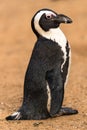 Black Footed Penguin