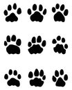 Footprints of lions