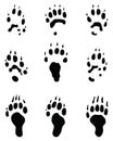 Black footprints of polecat