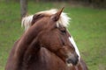 Black-forest coldblood Draft Horse portrait Royalty Free Stock Photo