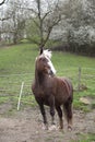 Black-forest coldblood Draft Horse portrait Royalty Free Stock Photo