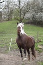 Black-forest coldblood Draft Horse portrait Royalty Free Stock Photo