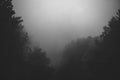 Black forest with fog and trees Royalty Free Stock Photo