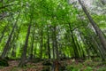 Black forest triberg - best landscape photos Royalty Free Stock Photo