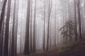 Foggy black forest Royalty Free Stock Photo