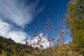 Black forest rowans growing into the sky