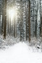 Black forest at winter season, path with snow and conifers trees with sunshine